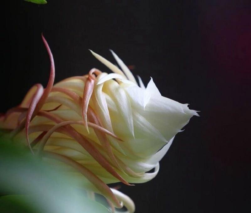 昙花（昙花花语的意义和象征）