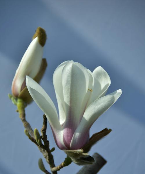 白兰花（探寻白兰花的花语和寓意，解读其美丽的内涵）