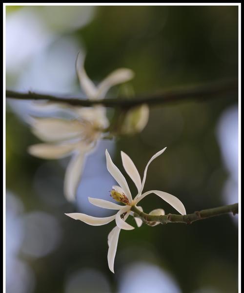 白兰花（探寻白兰花的花语和寓意，解读其美丽的内涵）