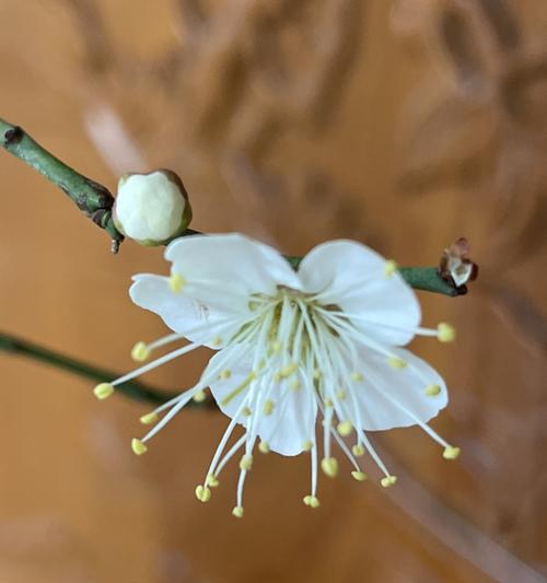 白梅花的花语与意义（传承千年的纯洁与坚韧）