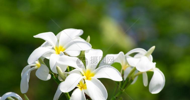 白梅花的花语与意义（传承千年的纯洁与坚韧）