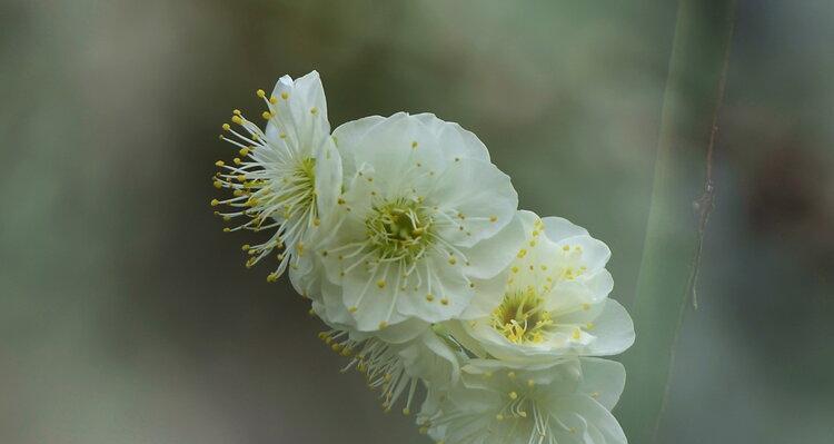 白梅花的花语与意义（传承千年的纯洁与坚韧）