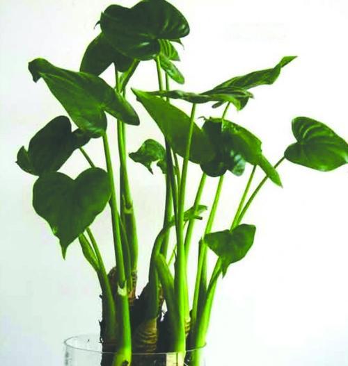 滴水观音菩萨的象征意义（沉淀奇迹的滴水之石——滴水观音菩萨）