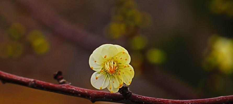 冬天的梅花（梅花的象征意义及其与冬天的奇存）