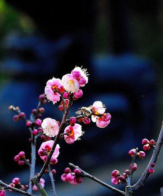 冬天的梅花（梅花的象征意义及其与冬天的奇存）