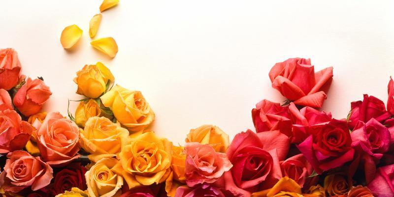 五彩斑斓的玫瑰花语（用颜色诠释爱的真谛）