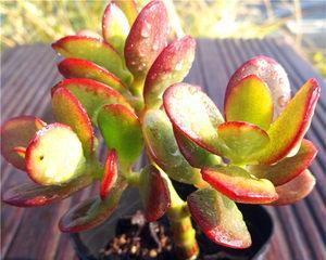 黄金花月寓意（探索黄金花月的深层含义与人生启示）