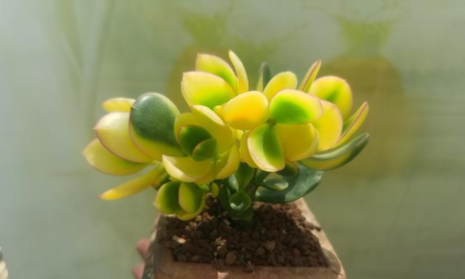 黄金花月寓意（探索黄金花月的深层含义与人生启示）