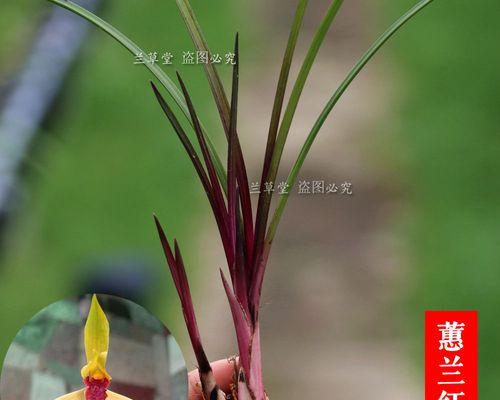 兰花的丰富色彩与象征意义（揭秘兰花的不同颜色及其寓意）