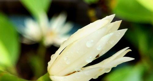 白兰花的象征意义及其美丽之秘密（揭秘白兰花的神秘魅力，解读它所代表的情感和美学）