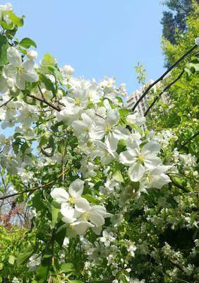 白色海棠花语——寄托纯洁与美好（探寻白色海棠花的美妙寓意与象征）
