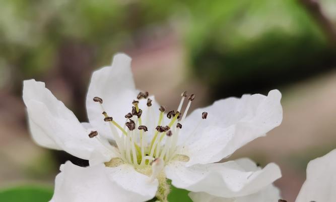 白色海棠花语——寄托纯洁与美好（探寻白色海棠花的美妙寓意与象征）