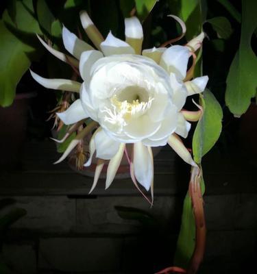 昙花（探索不同昙花种类的象征意义与文化含义）