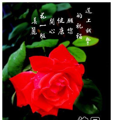 不夜城芦荟花语——绿意永驻（探寻芦荟的美丽与寓意）