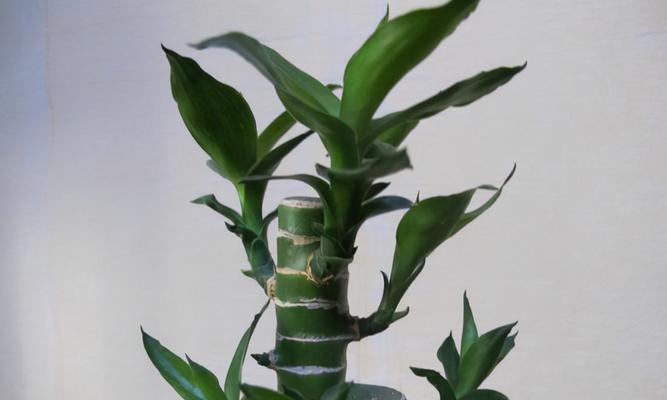 水培富贵竹如何快速生根（水培技巧分享，打造快速繁殖的富贵竹）