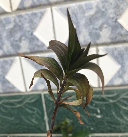 为什么百合花叶子会发黄？（探究百合花叶子发黄的原因及预防方法）