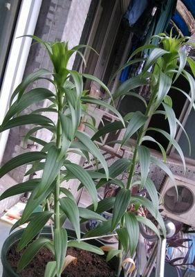 为什么百合花叶子会发黄？（探究百合花叶子发黄的原因及预防方法）