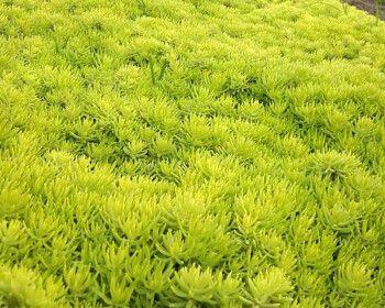 地被植物栽植方法剖析（从选地到养护全面掌握，打造理想生态园林）