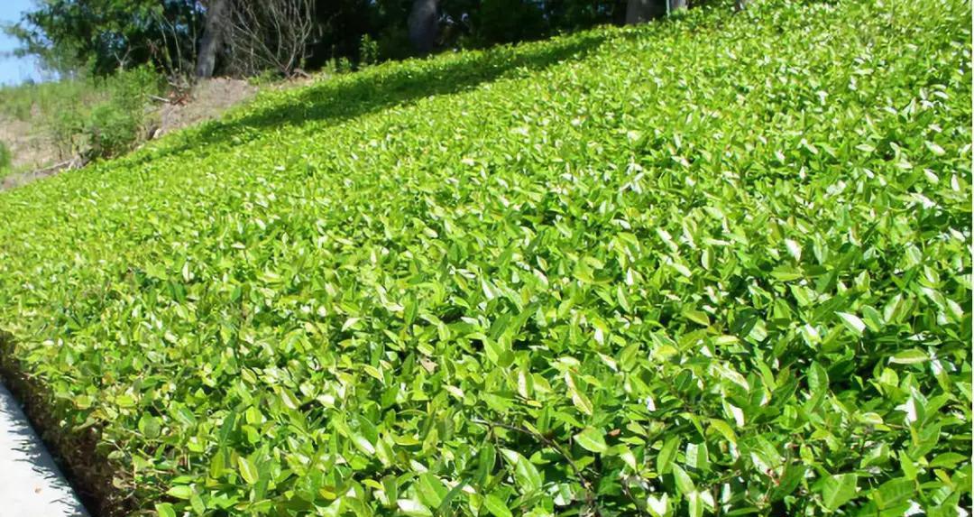 地被植物栽植方法剖析（从选地到养护全面掌握，打造理想生态园林）