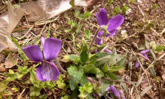 探究紫花地丁黄叶的原因