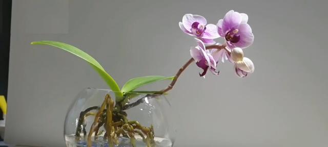 蝴蝶兰盆栽的养护技巧（打造美丽室内景观，养护蝴蝶兰从这里开始）