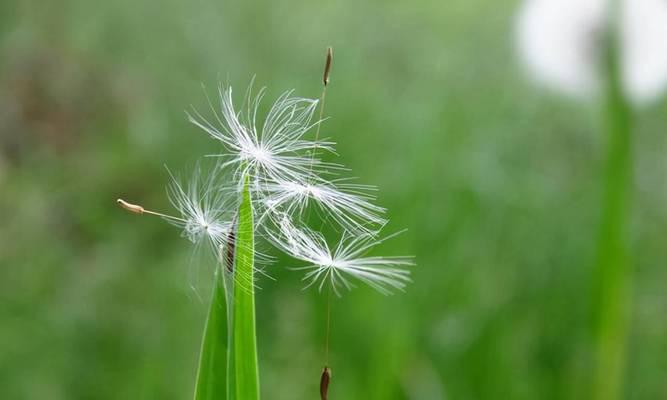 植物的种子传播方式（探秘植物的种子传播方式及其生态意义）