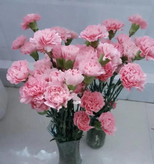 粉色康乃馨：代表爱情的花语