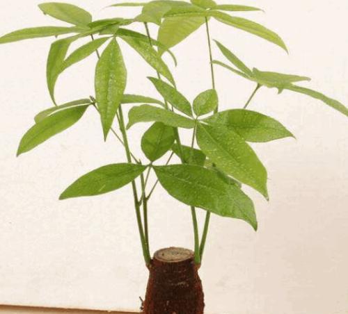 如何正确养护发财树（家居装饰必备秘笈，轻松打造绿色家园）