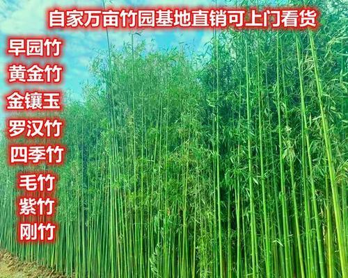 北方竹子的种植时间（了解北方竹子生长规律，科学选择种植时间）