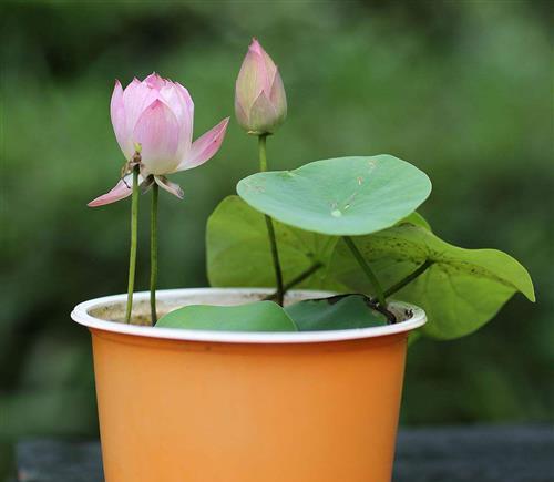 盆栽荷花怎么施肥（科学施肥，让荷花更美）