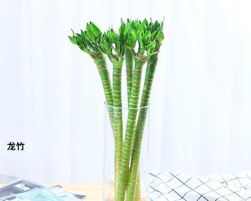 富贵竹盆栽的水养技巧（打造绿色家居，让生活更美好）