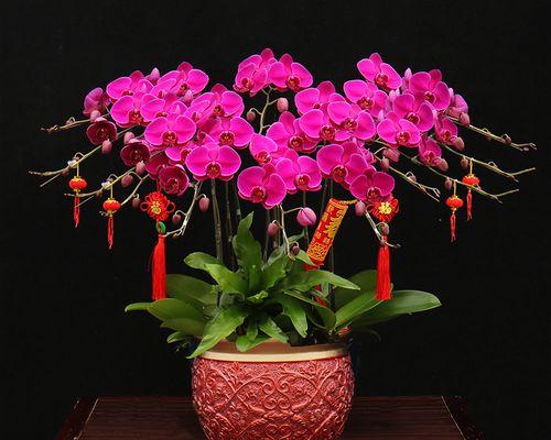 探寻名贵品种的蝴蝶兰（了解价值的品种及其独特之处）