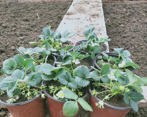 阳台种草莓的冬季保养（如何让草莓安全度过寒冷的冬季）