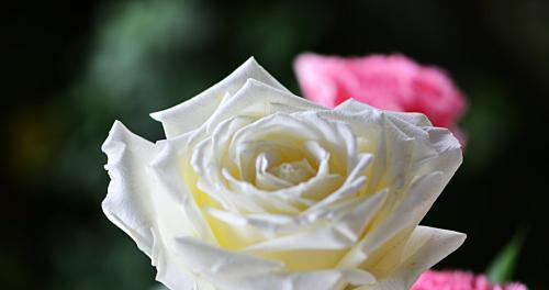 送白玫瑰的禁忌（为什么白玫瑰不适合作为礼物）