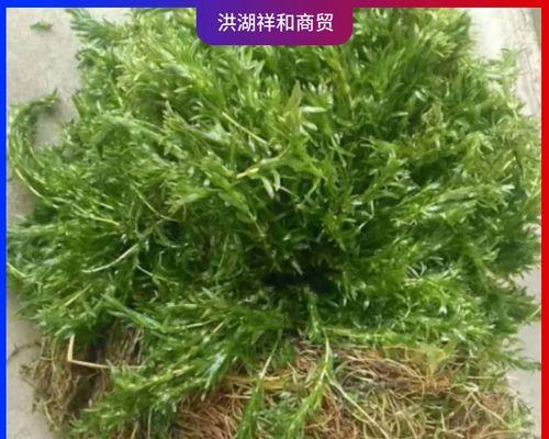 轮叶黑藻的种植与养护（从选址到管理，打造自己的水生植物天堂）
