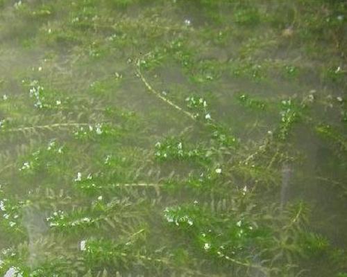 轮叶黑藻的种植与养护（从选址到管理，打造自己的水生植物天堂）