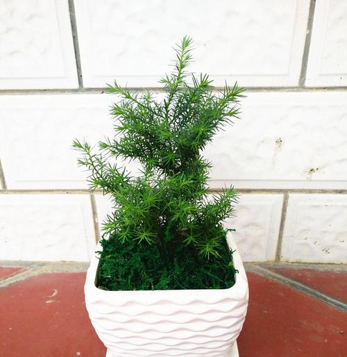 养护小白蓬莱松的八个技巧（用这些技巧让你的蓬莱松盆栽更好养）
