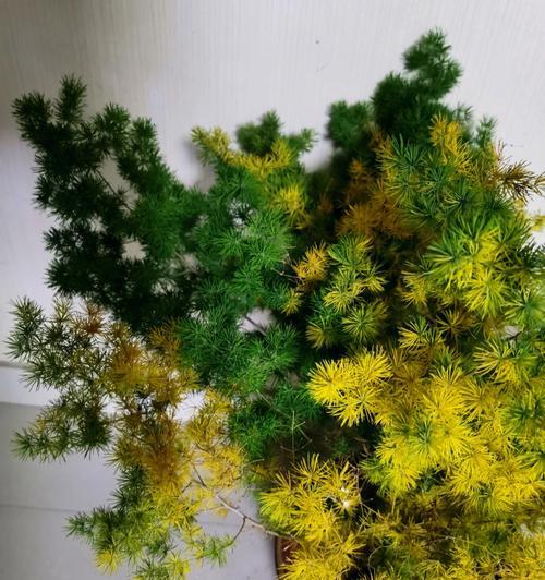 养护小白蓬莱松的八个技巧（用这些技巧让你的蓬莱松盆栽更好养）