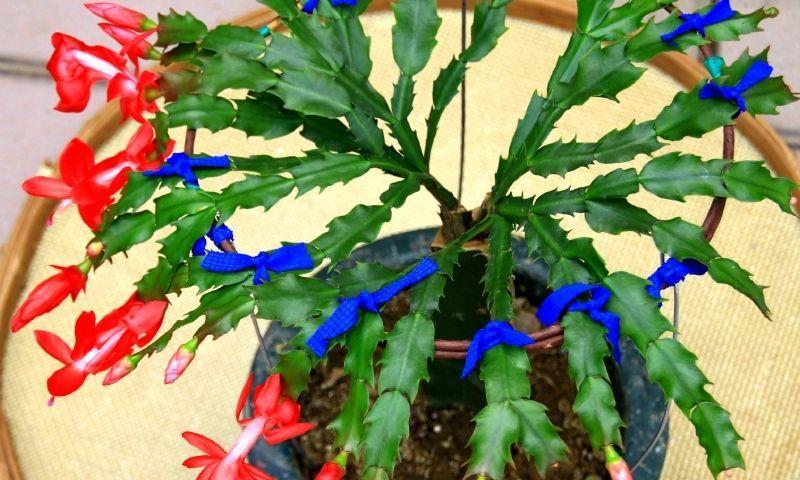 多层蟹爪兰的嫁接方法（教你如何成功嫁接多层蟹爪兰，一次性掌握嫁接技巧）