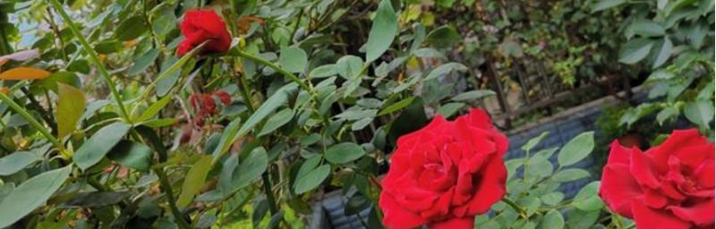 如何种植和管理玫瑰（完整指南，从选种到养护，让你轻松拥有美丽花园）