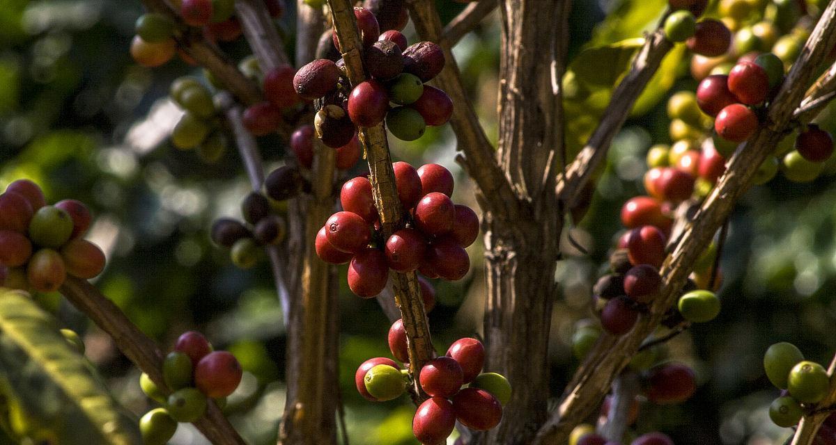 咖啡豆树的外观和特点（揭秘咖啡豆树神秘面纱，探寻咖啡豆背后的秘密）