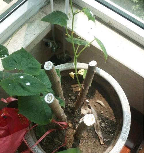 橡皮树的繁殖方法（从种子到扦插，多种方式让橡皮树不断生长）