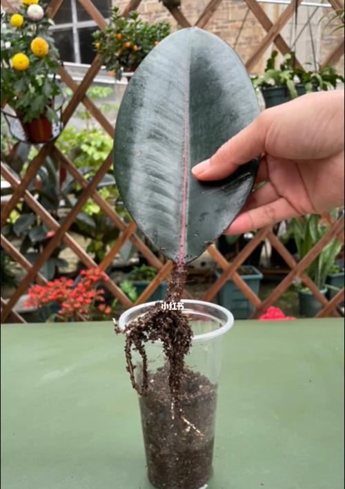 橡皮树的繁殖方法（从种子到扦插，多种方式让橡皮树不断生长）