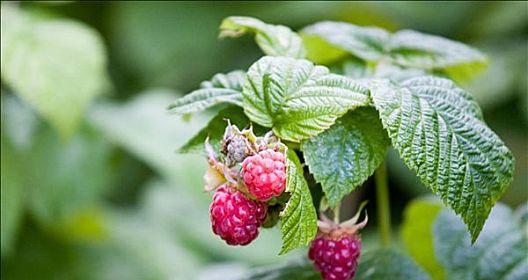野生树莓怎么种植（详解树莓种植方法和时间）