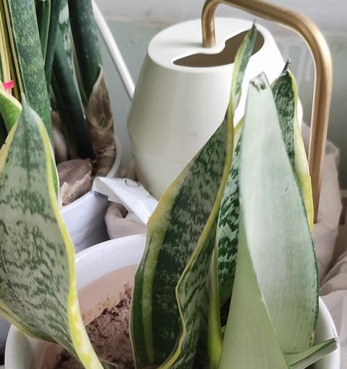 金边虎皮兰多久浇一次水（虎皮兰的养殖方法和注意事项）