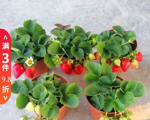 阳台种植草莓注意事项（打造私家果园，享受美味草莓）