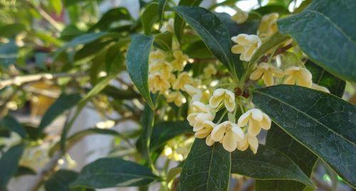 金桂花树怎么修剪（金桂花树修剪技术图解）