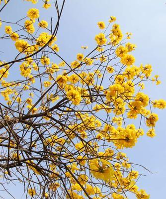 黄风铃花的花期有多长（了解风铃木的开花季节）