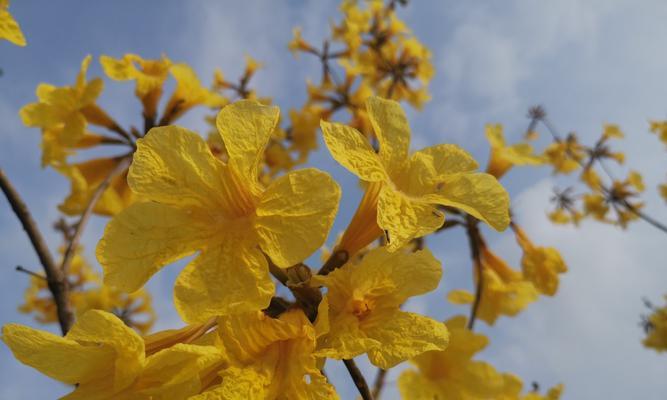 黄风铃花的花期有多长（了解风铃木的开花季节）
