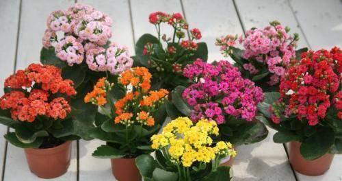 长寿花的养殖方法和栽培技术（打造美丽长寿花园，享受花草的芬芳）